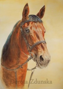 Portret włoskiego konia skoczka Kiwi wykonany na zamówienie, akwarele A3